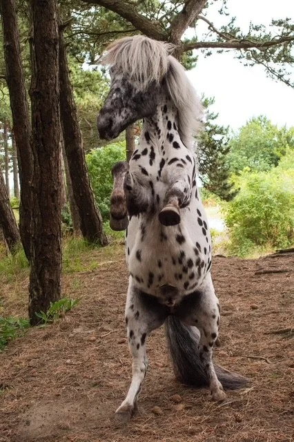 Sparrow steiler og viser den flekkete Appaloosa-pelsen sin